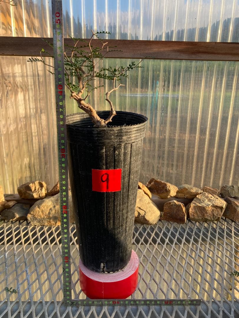 オペルクリカリア・パキプス(根挿し)No9