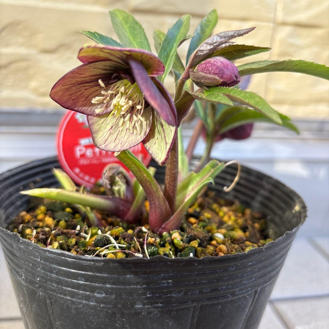 りーちゃん様ご依頼品