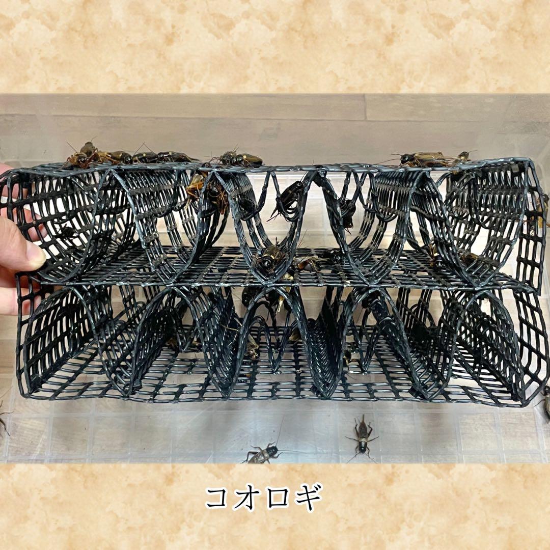 「M様　シェルター (M)×2」