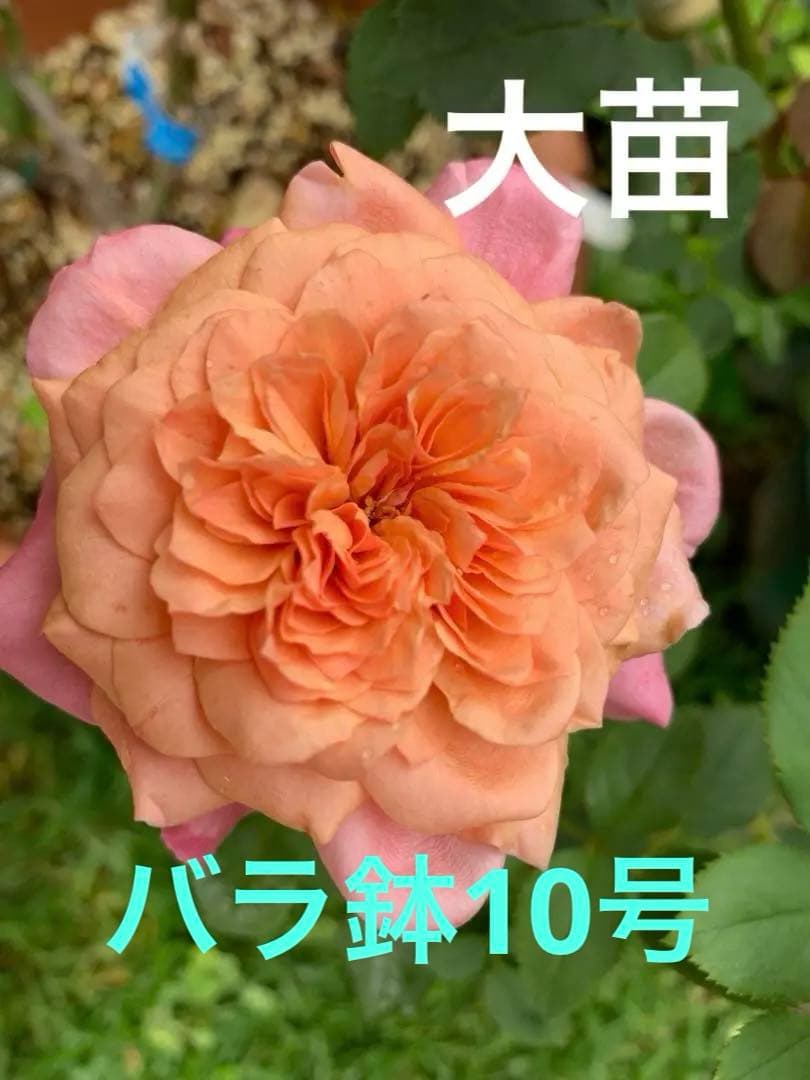 バラ大苗　10号鉢植え　み