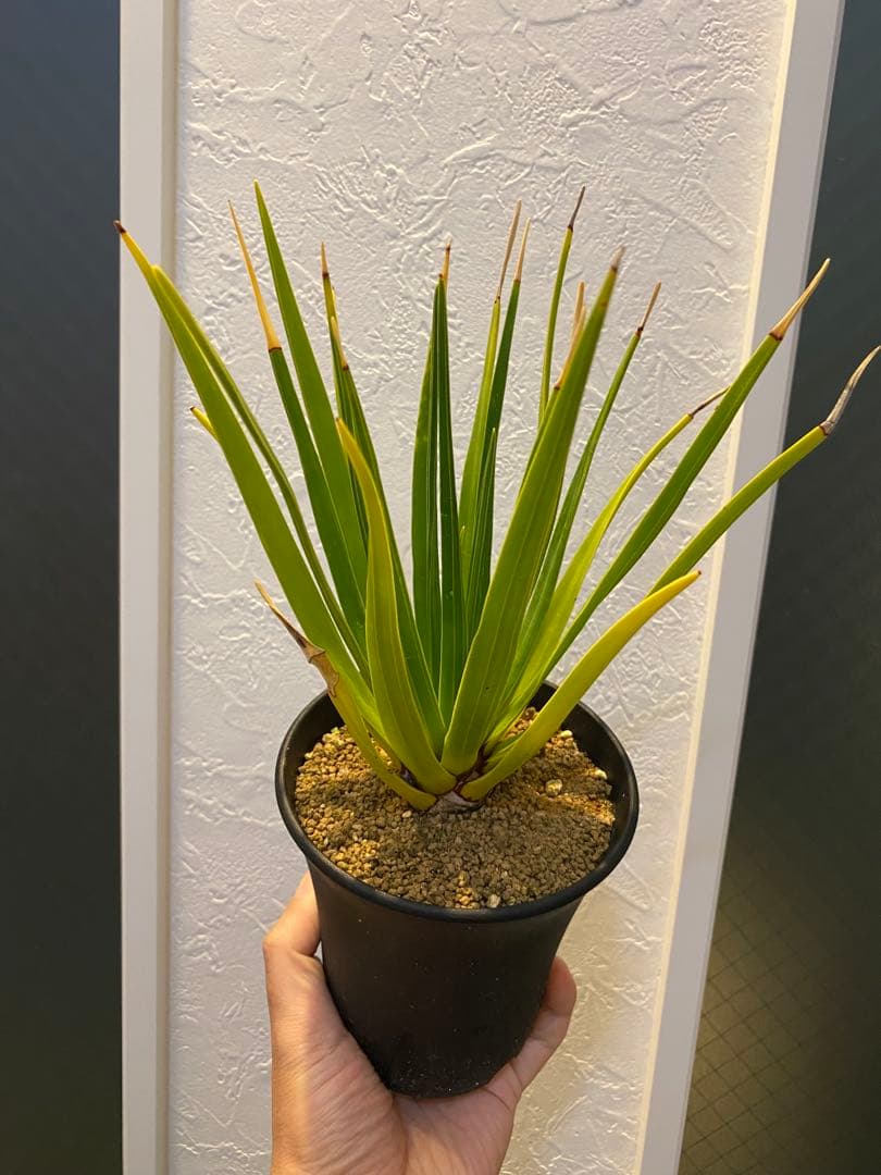 【ラスト1鉢 希少】 ドラセナ シナバリ 優良株 実生8年