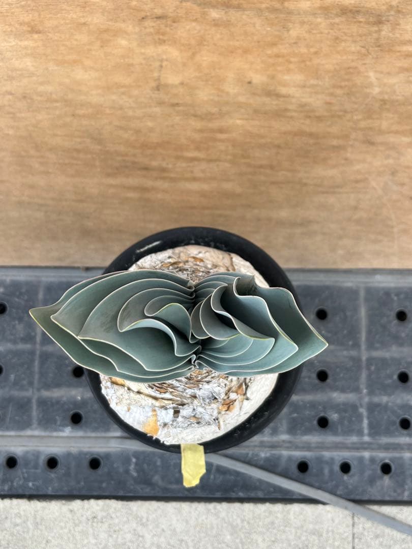 ブーファン　ハエマンソイデス　（検　ハエマントイデス　ディスティチャ