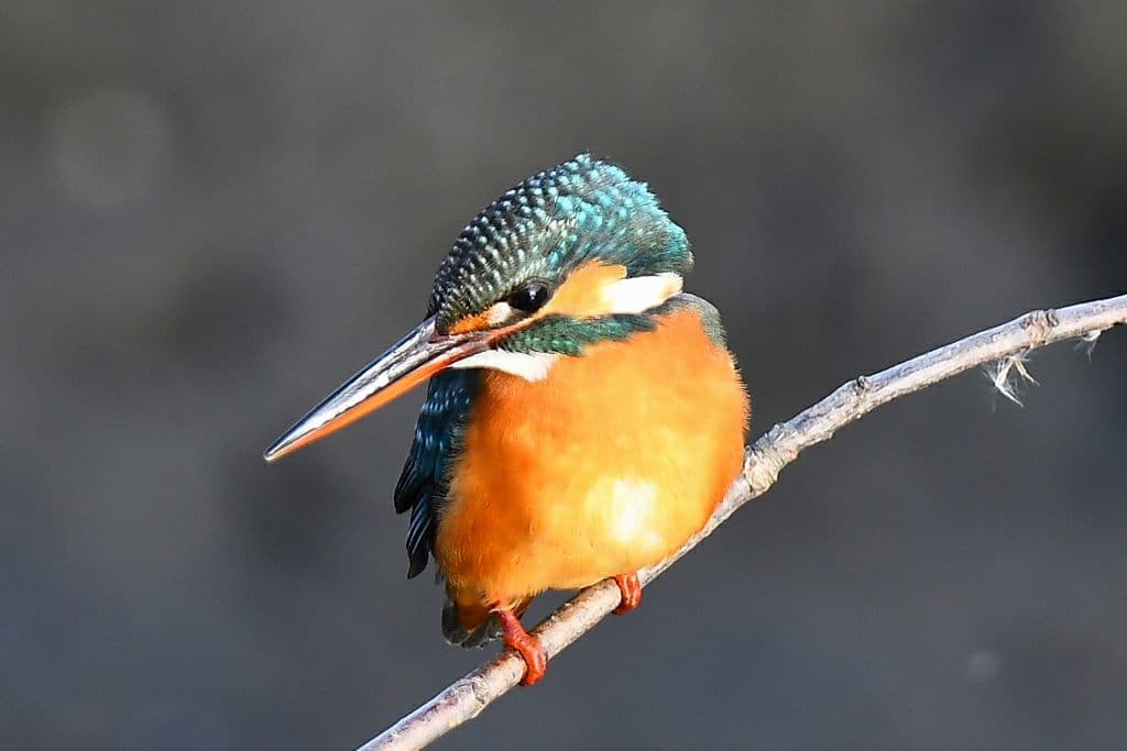 NIKON D500 バッテリーグリップ＋予備バッテリー2本＋α