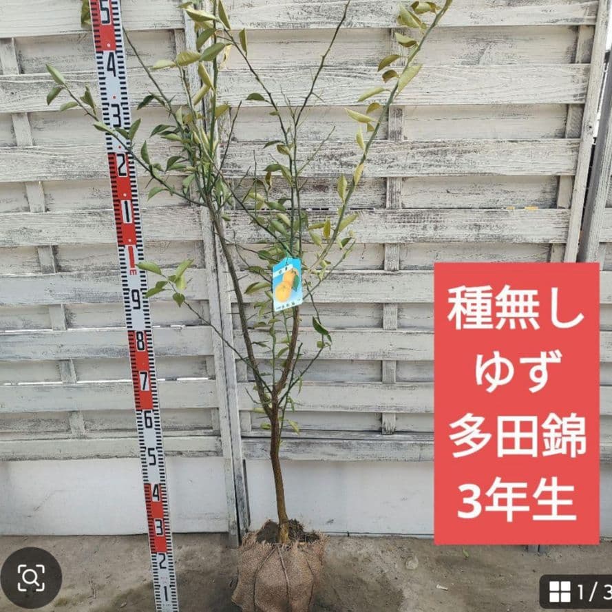 ひい出品 日南N1 極早生 5年生 苗木 結実実績あり！