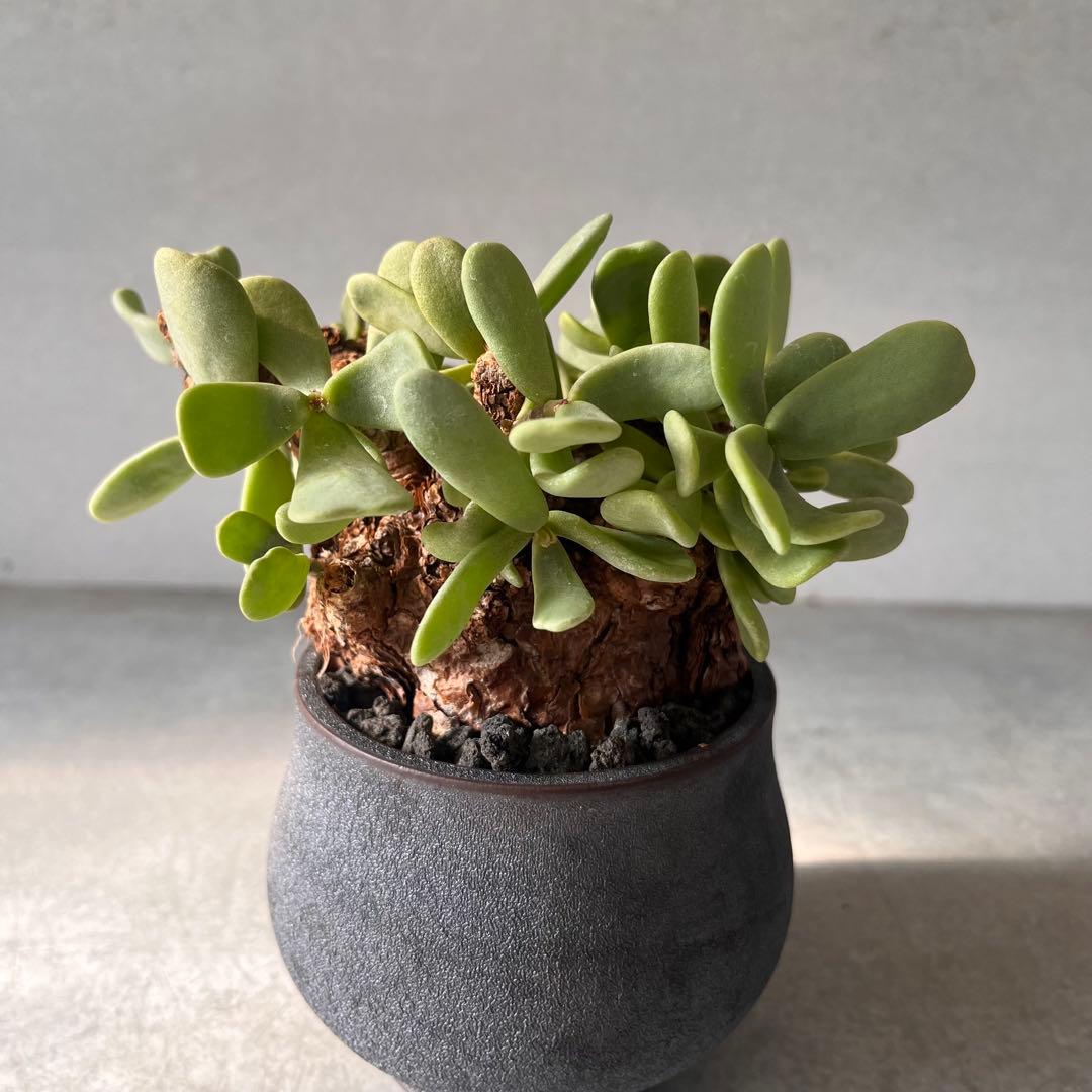 k*3様 ケラリアピグマエア　現地球　発根済み　塊根植物　陶器鉢セット