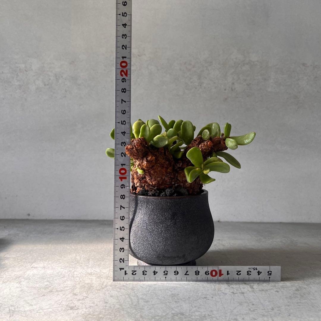 k*3様 ケラリアピグマエア　現地球　発根済み　塊根植物　陶器鉢セット