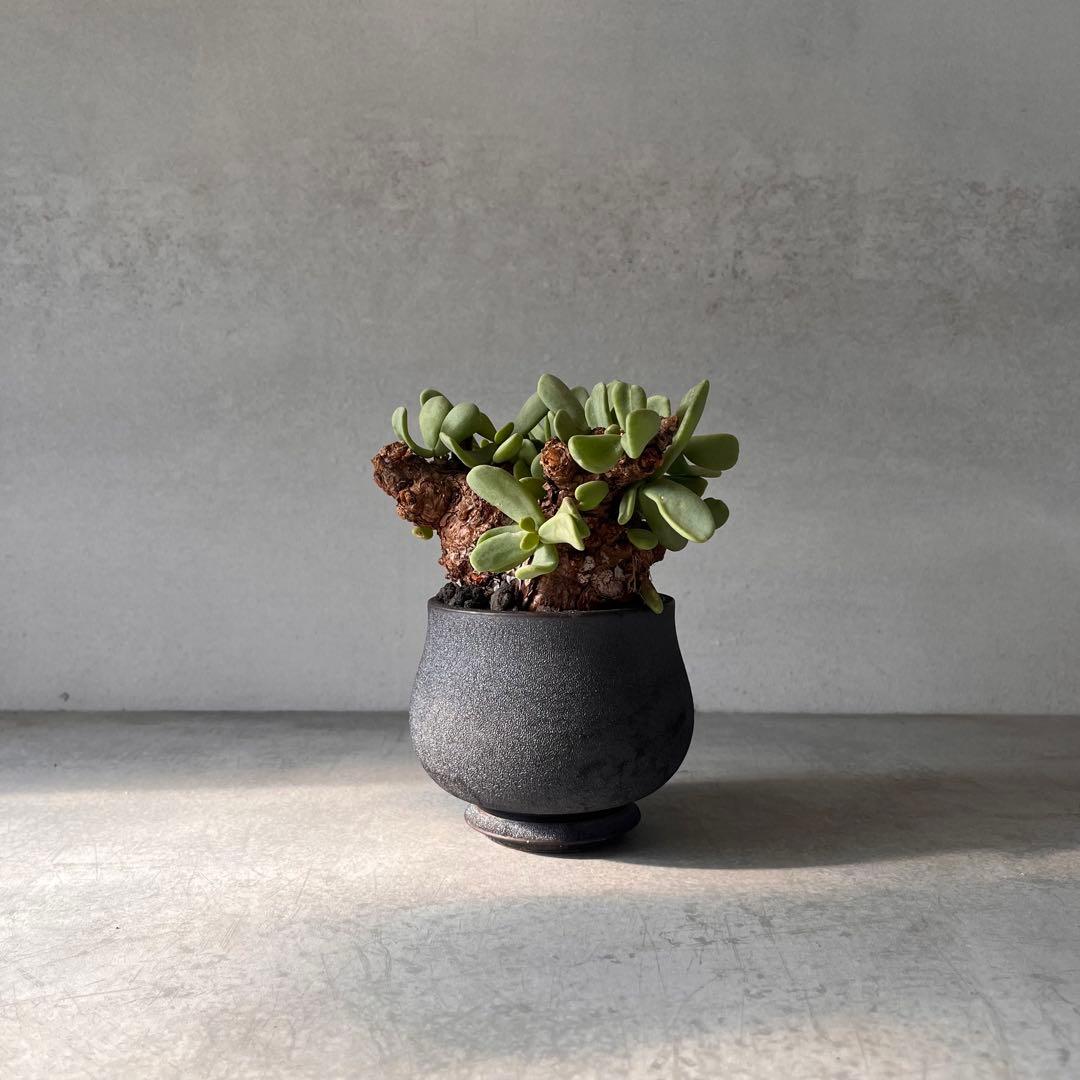 k*3様 ケラリアピグマエア　現地球　発根済み　塊根植物　陶器鉢セット