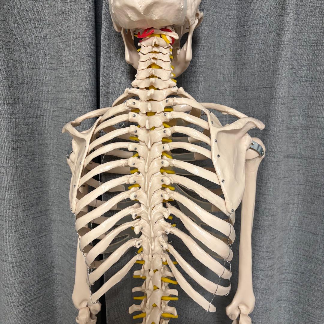 骨模型　全身　等身大　キャスター付　整体院　整骨院