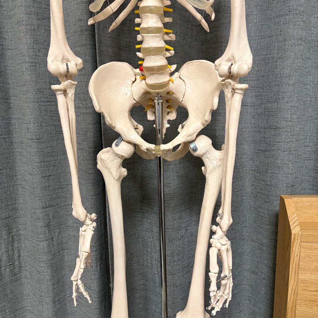 骨模型　全身　等身大　キャスター付　整体院　整骨院