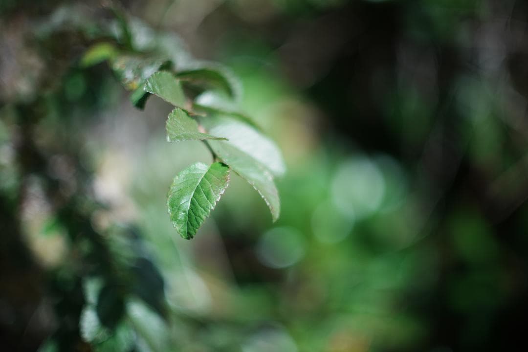 【鷹の目】Minolta MC ROKKOR-PG 58mm F1.2 018