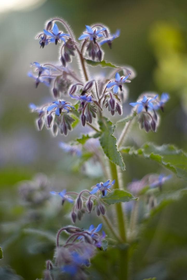 レンズ(単焦点) Leica Summilux-R 80mm / f1.4