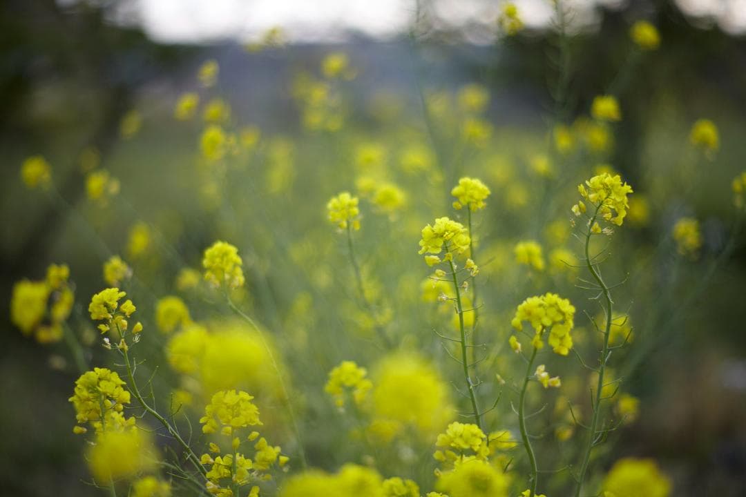 レンズ(単焦点) Leica Summilux-R 80mm / f1.4