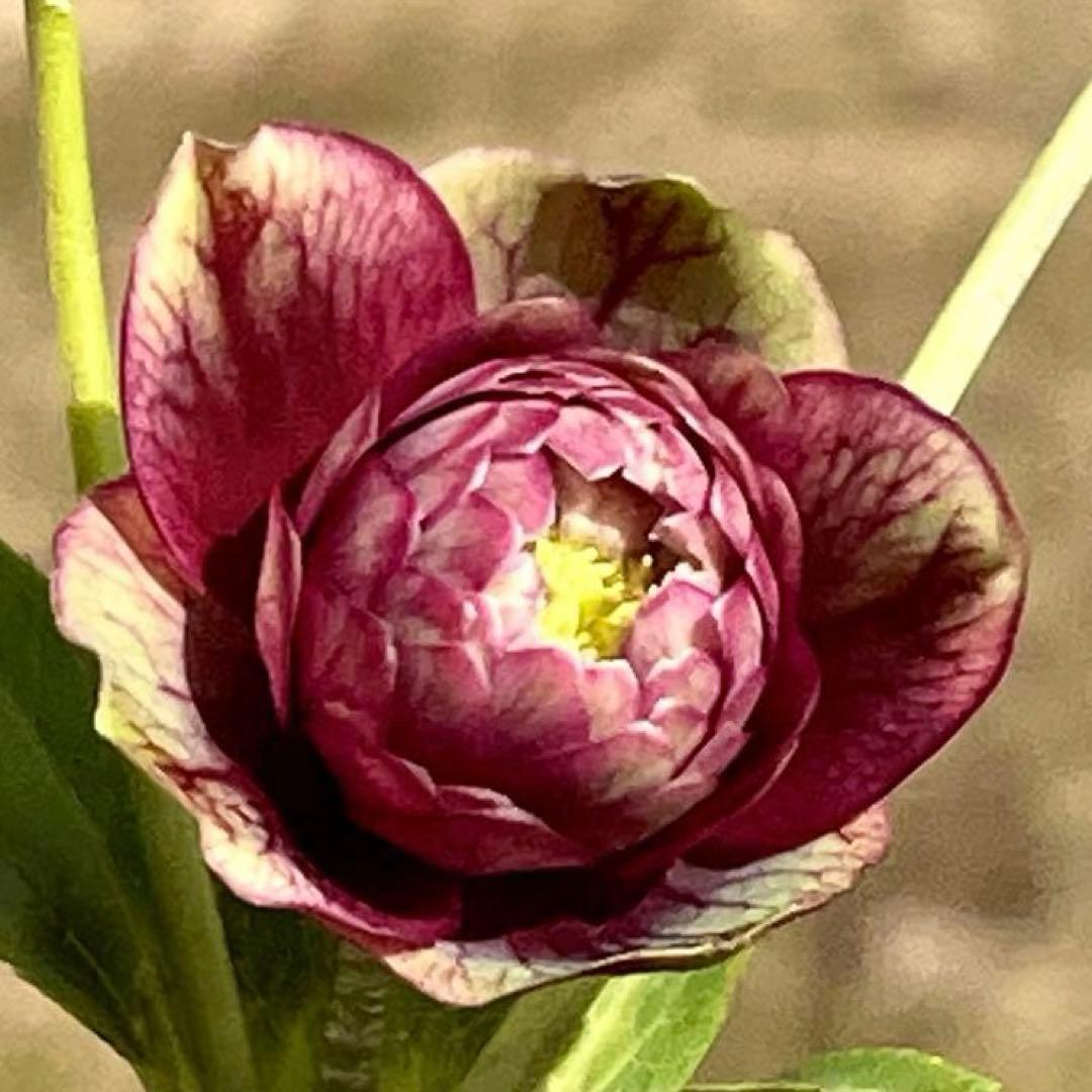 ヒ*イ様 ☘️限定1株☘️未株分け☘️蕾付き☘️3357⭐️アンティークドレスの