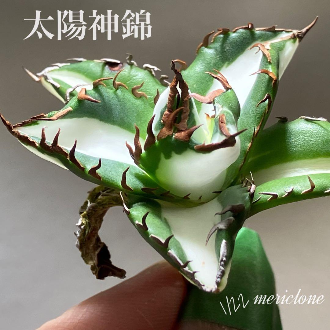 サ*店様 【オークション】選抜　強棘　美株　アガべ　チタノタ　太陽神錦　白中斑