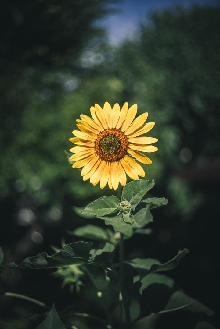 taureich様Summicron 50mm F2 1st 前期 固定鏡胴