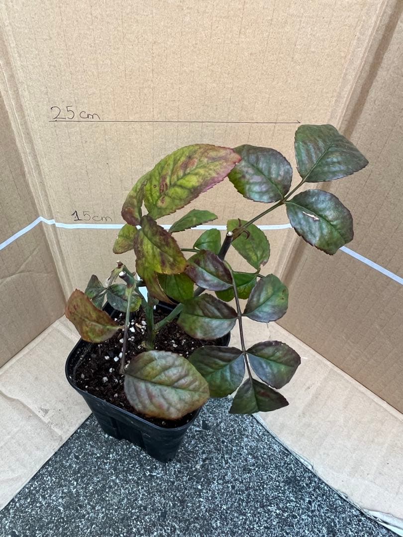 「モン&ミーママ」切り花品種バラ苗　レアバラ　4点