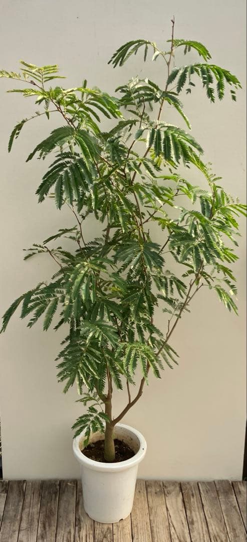 ネムの木　エバーフレッシュ　鉢皿付き