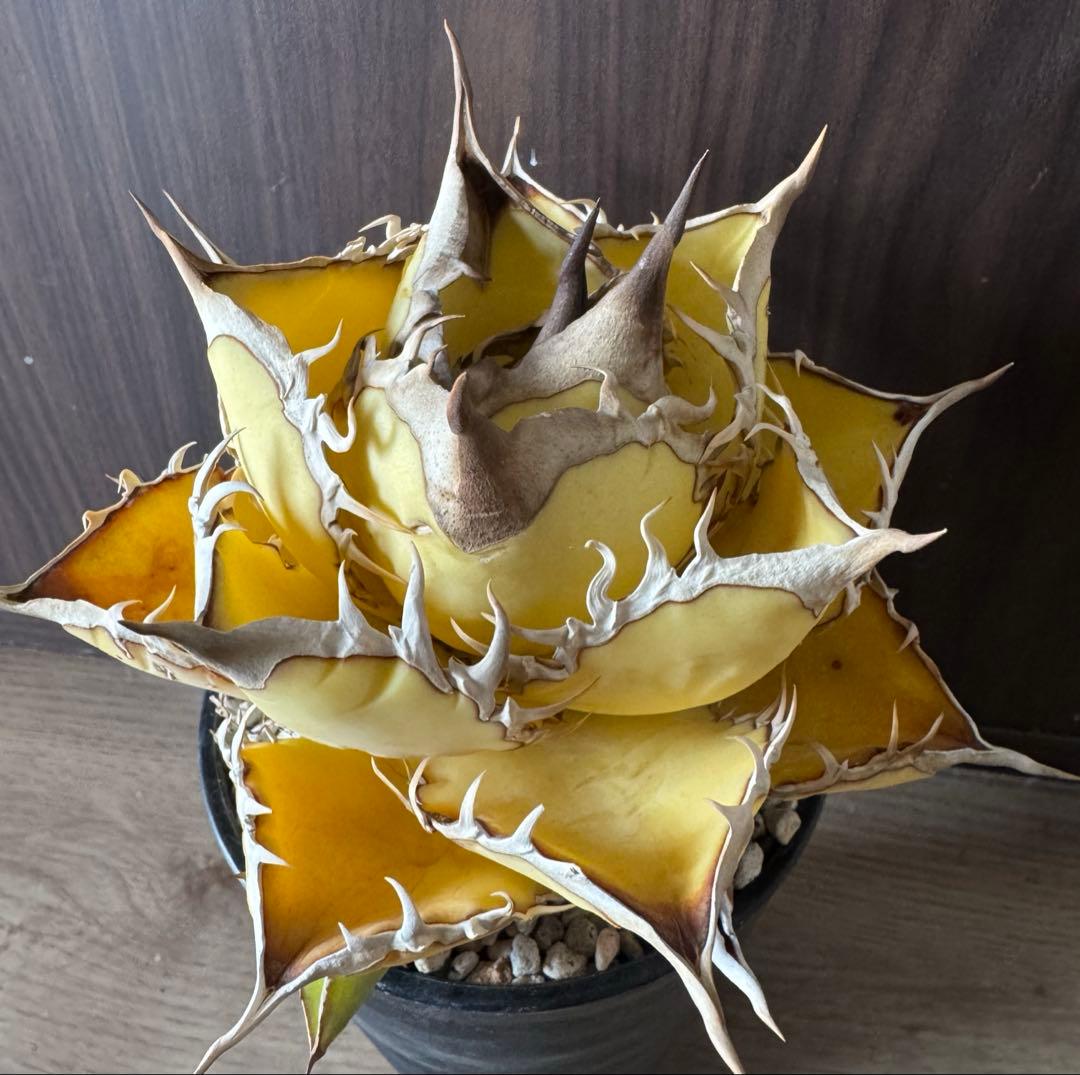 アガベ　オテロイ　特殊葉色選抜実生　親株育成株　子株二株付き　検　シーザー