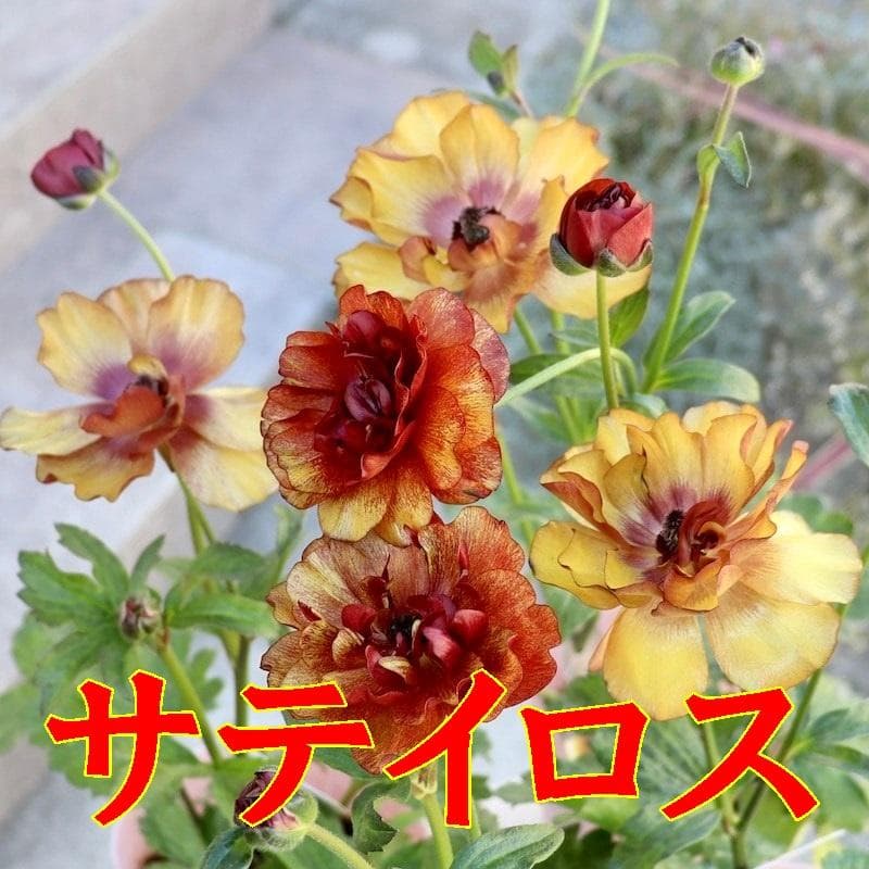 ぱるる　ラナンキュラス　ラックス　全6種類　　5号化粧鉢　　大苗