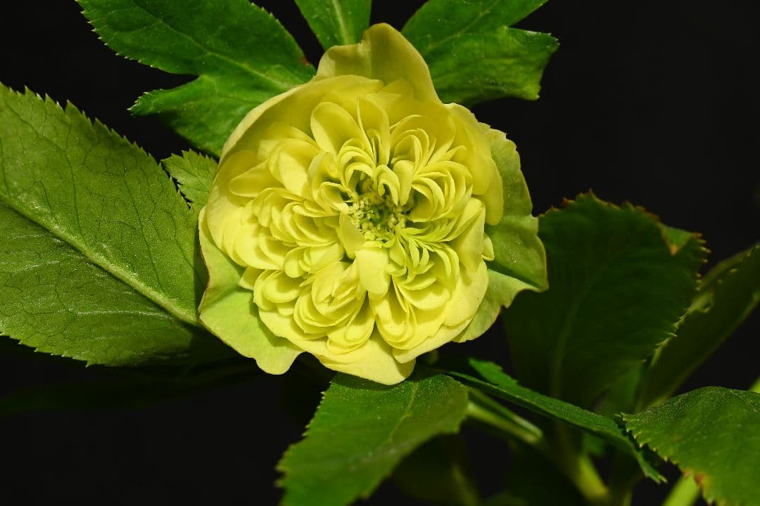 クリスマスローズ　認定！ 毬姫　加藤農園