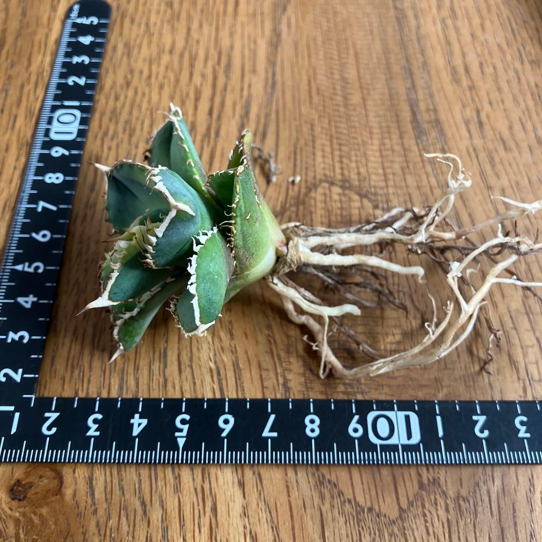 赤*バ様 【初売りオークション】107 根付き　美株　アガベ　白豪刺錦　TC 覆