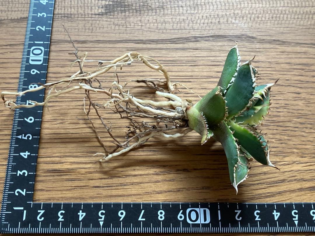 赤*バ様 【初売りオークション】107 根付き　美株　アガベ　白豪刺錦　TC 覆