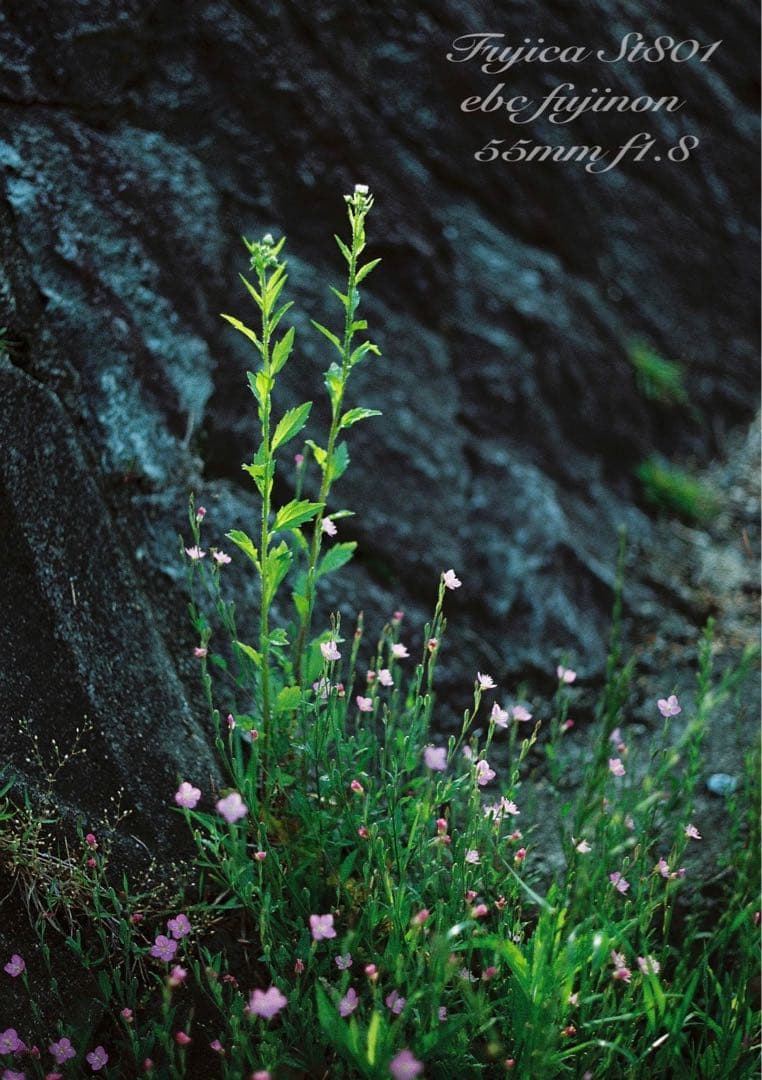 ★完動品＊美品★fujica st801／fujinon f1.8★初期保証