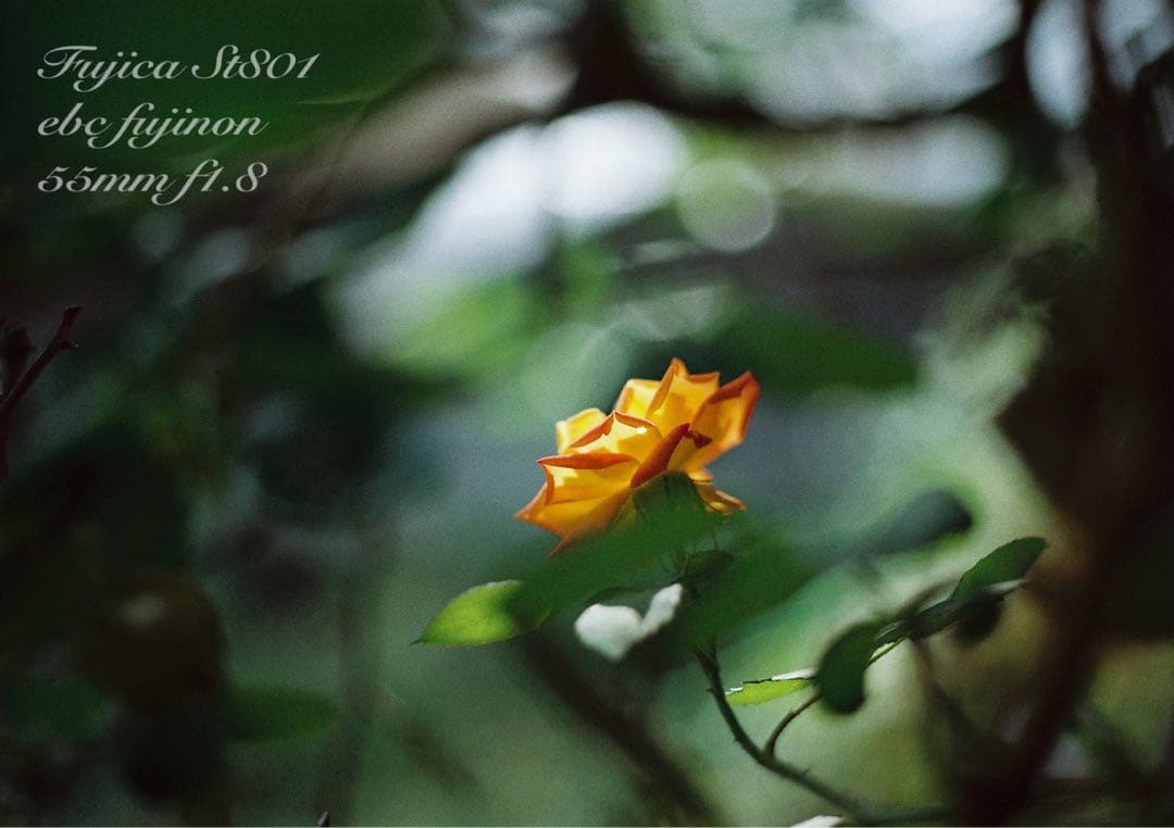 ★完動品＊美品★fujica st801／fujinon f1.8★初期保証