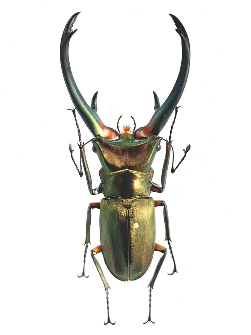 エラフスホソアカクワガタ　標本　89mm