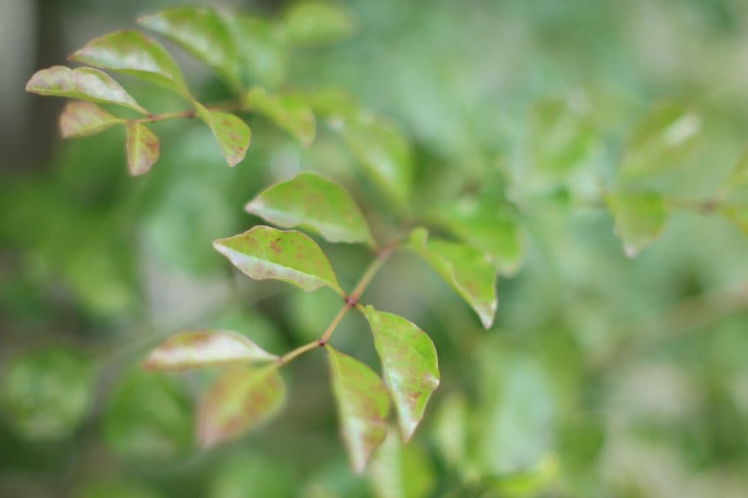 美品 輸出用レア minolta MC ROKKOR-X 50mm f1.4