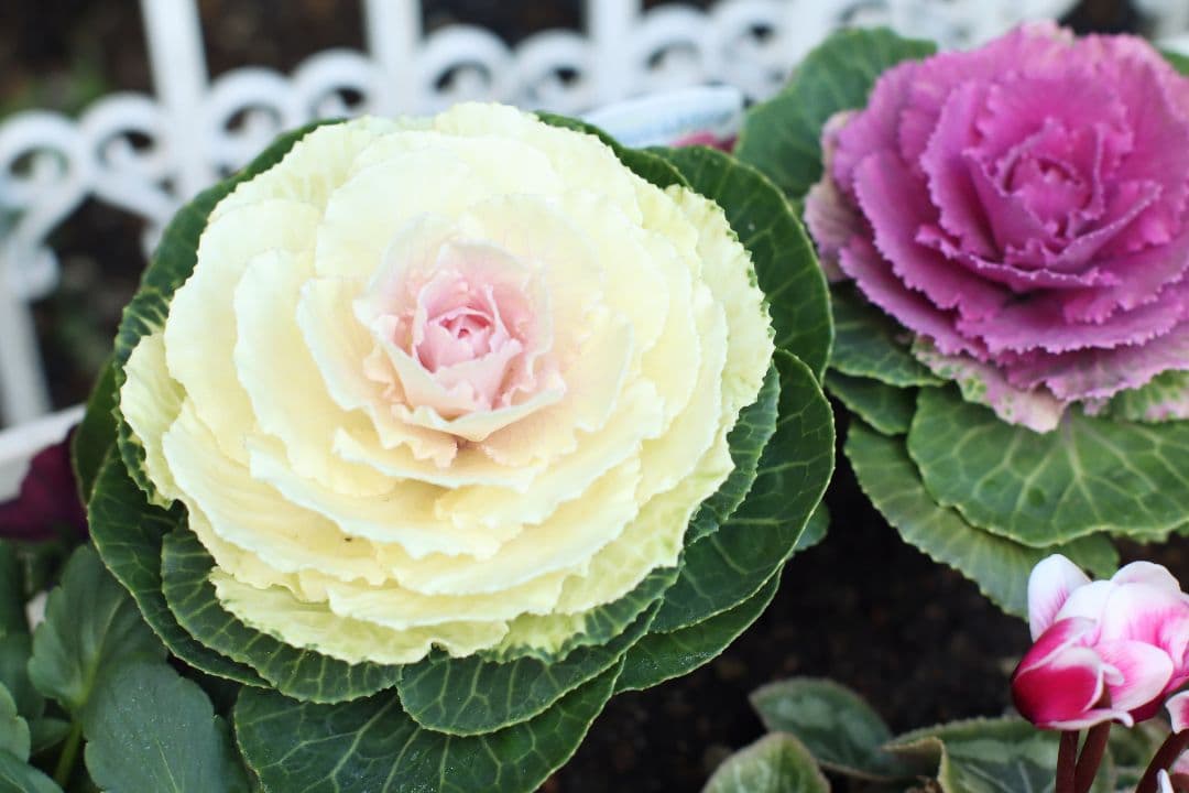 美品 輸出用レア minolta MC ROKKOR-X 50mm f1.4