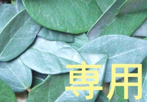 【超リピートキム】ドテラCp Or TT Ep 15 Db ５ Cポスト