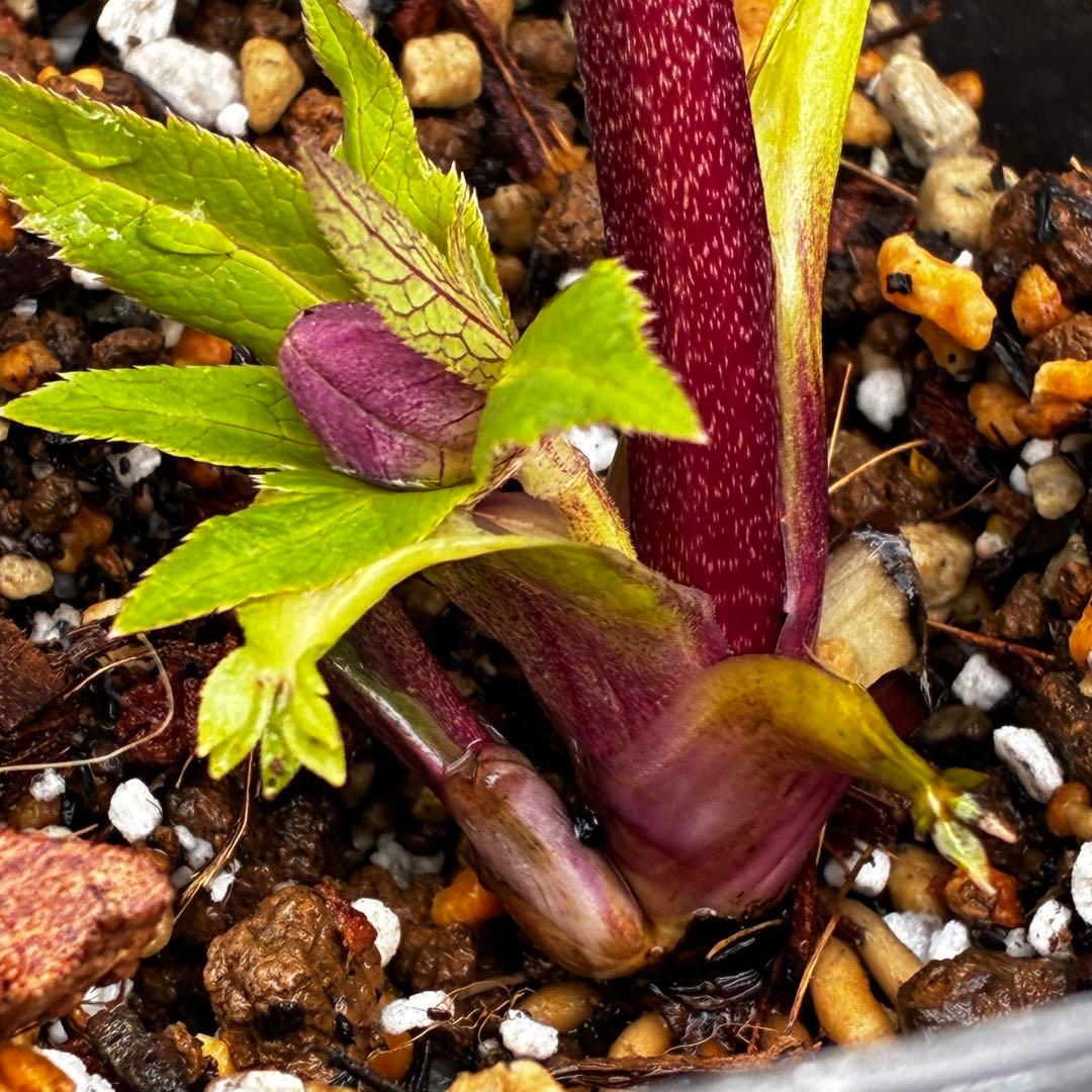 タ*ー様 3550☘️蕾花付き☘️⭐️ソレイユ⭐️紅ピンク⭐️広瀬園芸⭐️