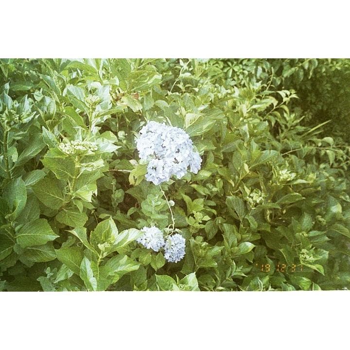 PENTAX ESPIO P フィルムカメラ中古 テスト撮影済　送料込.