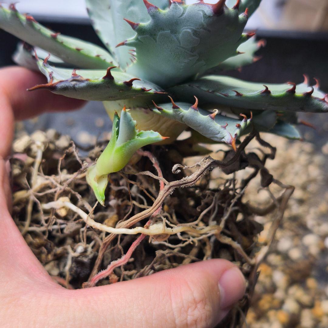 ク*ー様 ハイブリッドアガベ 楊貴妃×屈原の舞扇 直子3株セット