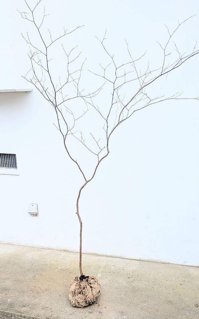 新春特価。山採りシロモジ。