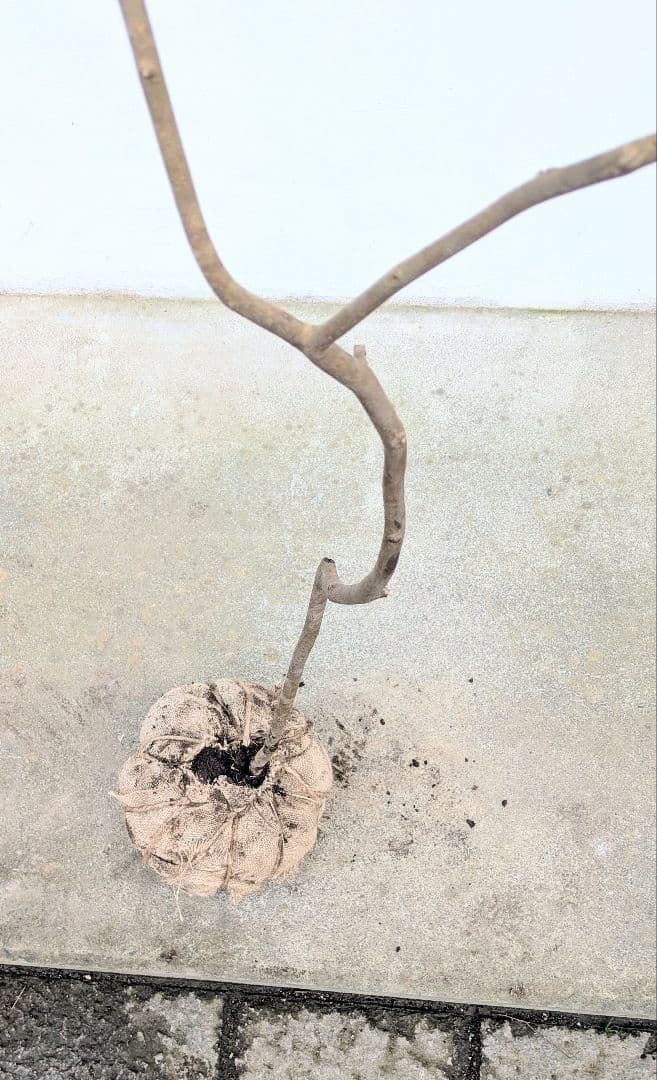 新春特価。山採りシロモジ。