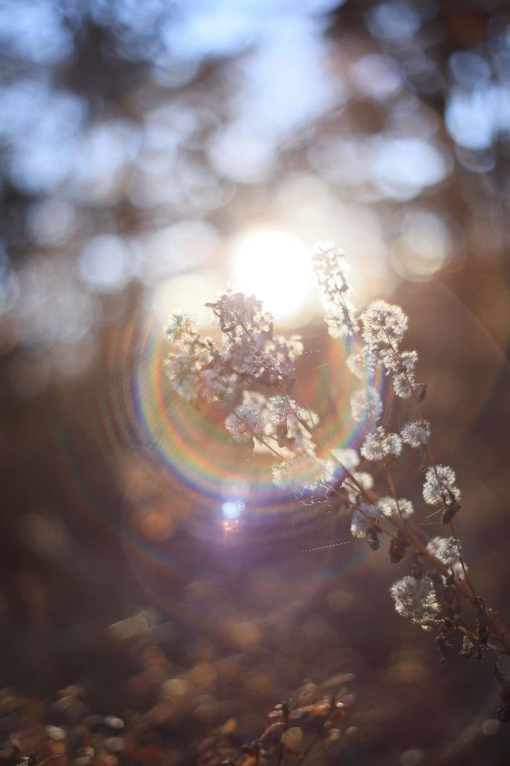 Super-Takumar 55mm F1.8 初期型 S/N：842127