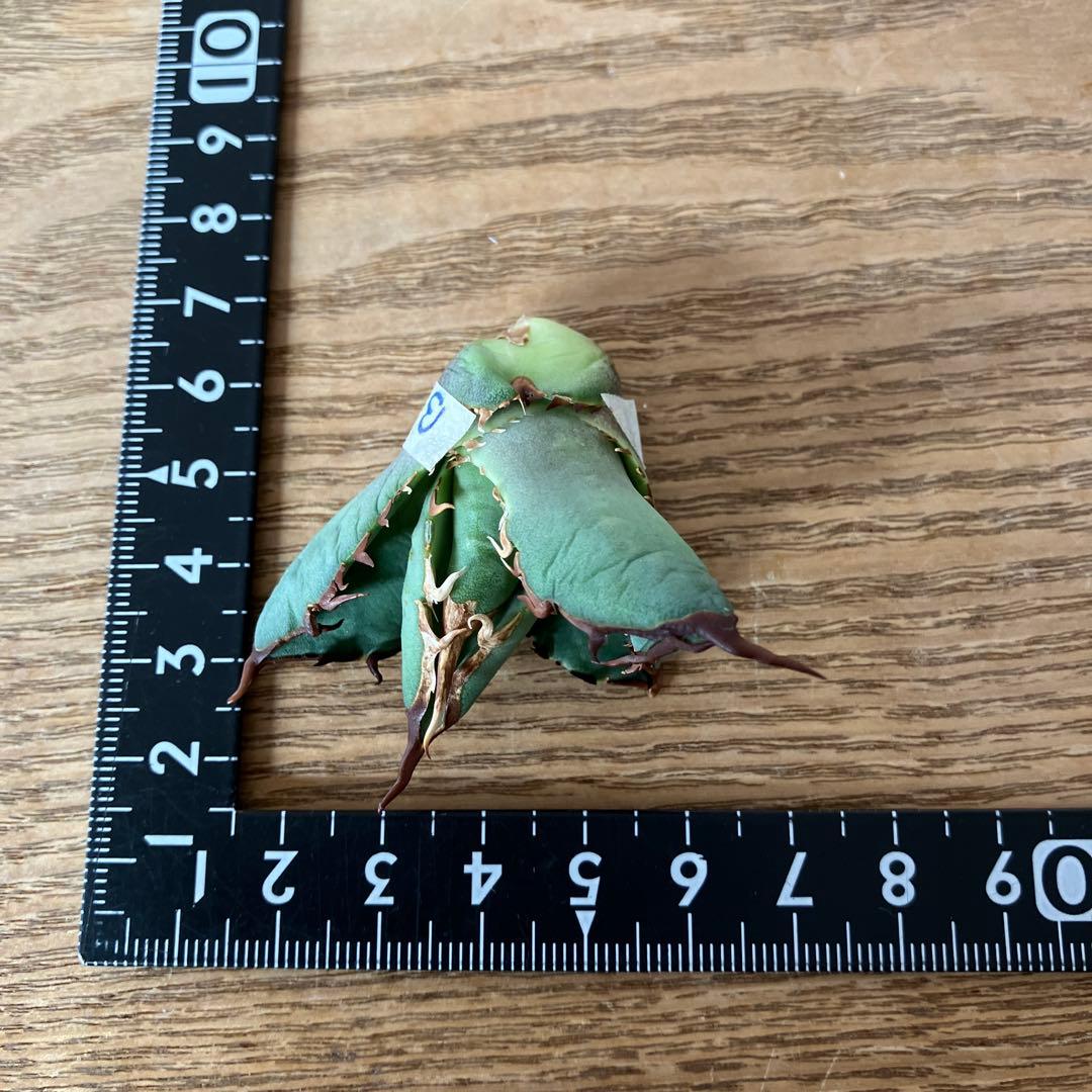 匿名配送【初売り】②REZA産　イラン株　アガベ　BLAZE ブレイズ