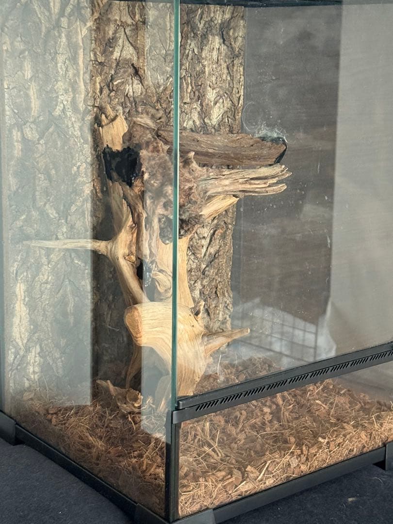 30×30×45中型ガラスケージ 自然な木のレイアウト付