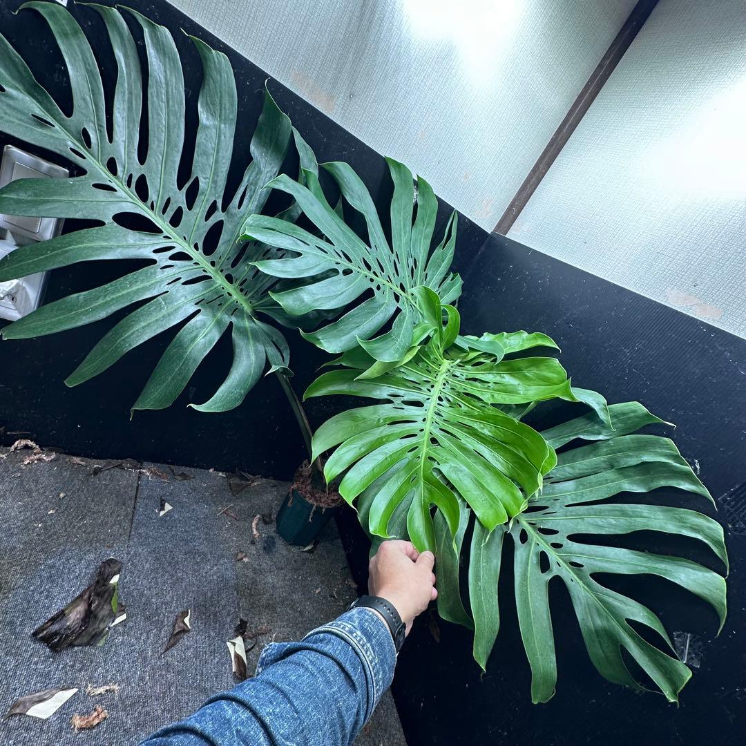g*n様 モンステラデリシオーサマクロコズム超希少系統鉢植え105㎝