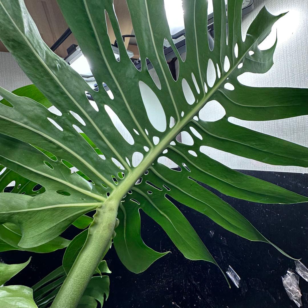 g*n様 モンステラデリシオーサマクロコズム超希少系統鉢植え105㎝