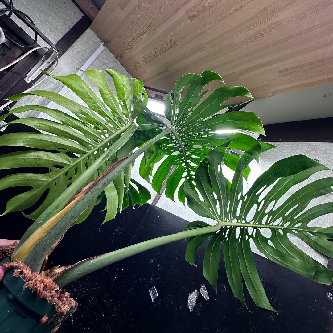 g*n様 モンステラデリシオーサマクロコズム超希少系統鉢植え105㎝