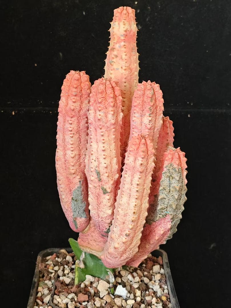 T*S様 ユーフォルビア アブデルクリ 'Damask' 多肉植物 サボテン 希