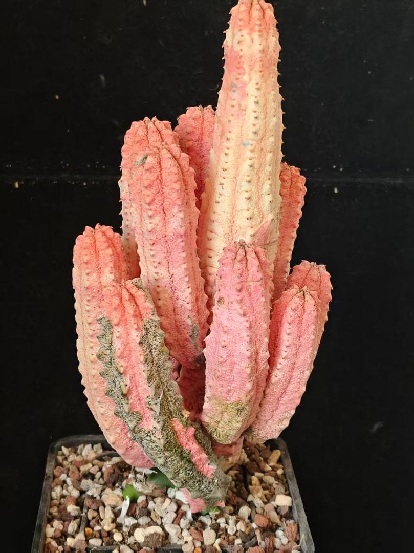 T*S様 ユーフォルビア アブデルクリ 'Damask' 多肉植物 サボテン 希