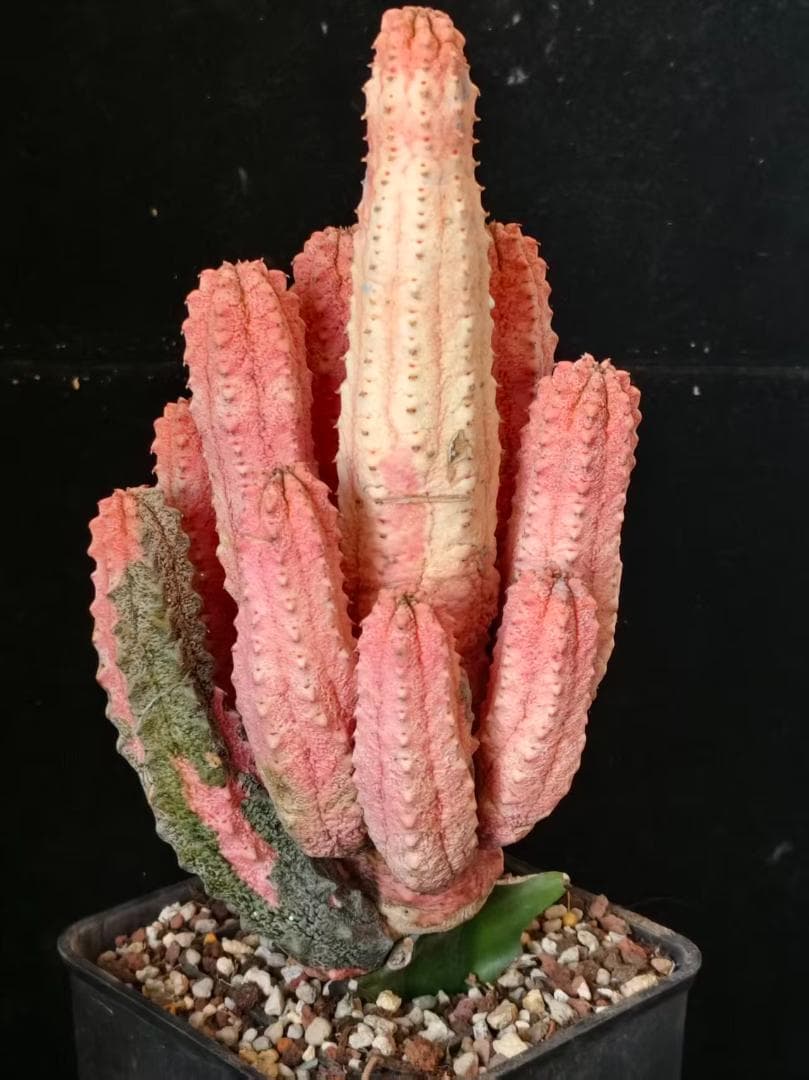 T*S様 ユーフォルビア アブデルクリ 'Damask' 多肉植物 サボテン 希