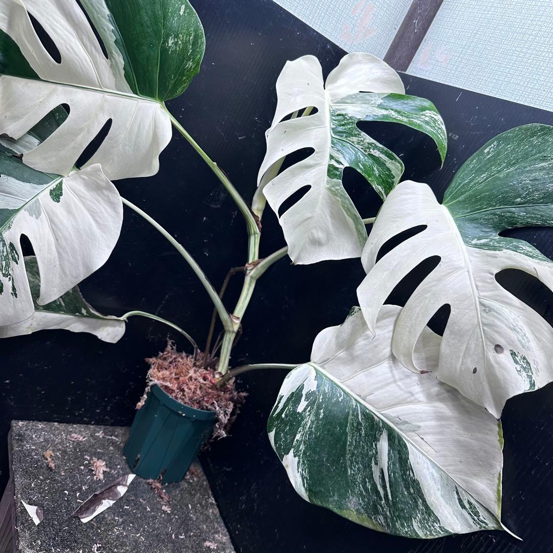 葛*湯様 斑入りモンステラ ホワイトタイガー極美大株59cm白斑多