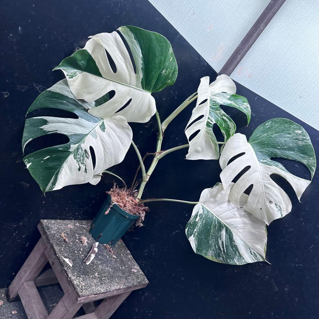 葛*湯様 斑入りモンステラ ホワイトタイガー極美大株59cm白斑多