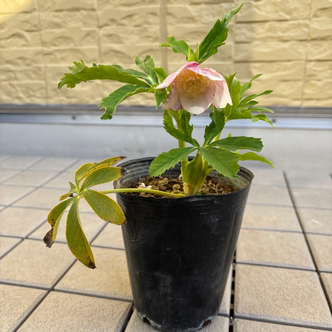 りーちゃん様ご依頼品　野田園芸　絞りSD 開花株　現品　メルカリ便発送