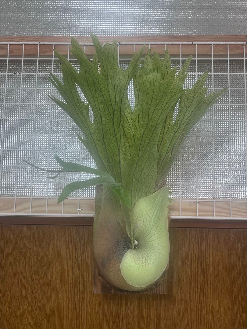 ビカクシダ Platycerium SS. Foong